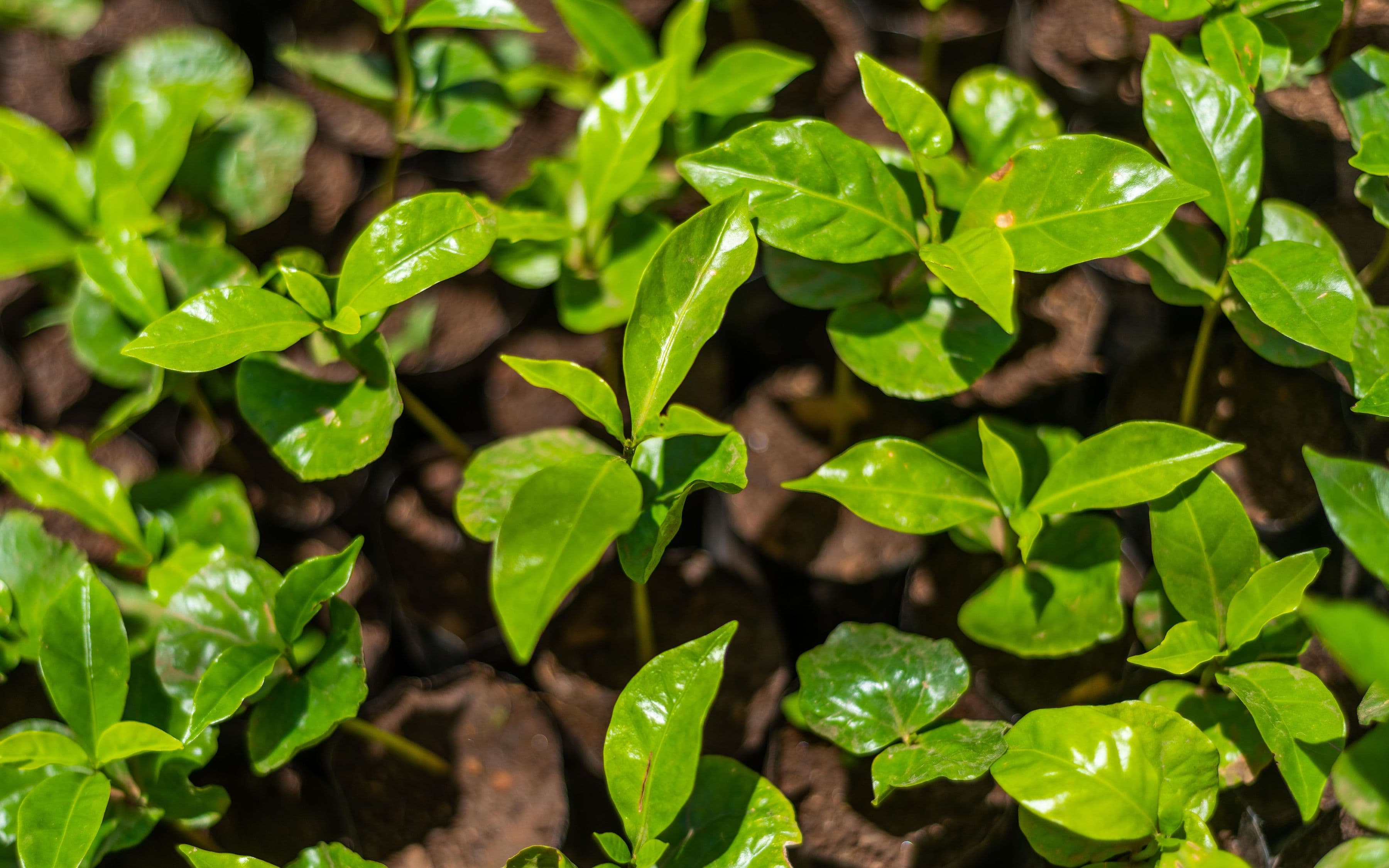 Seedlings