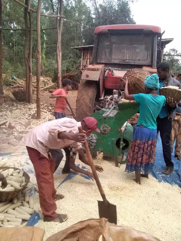 Belete's family at maize trashing