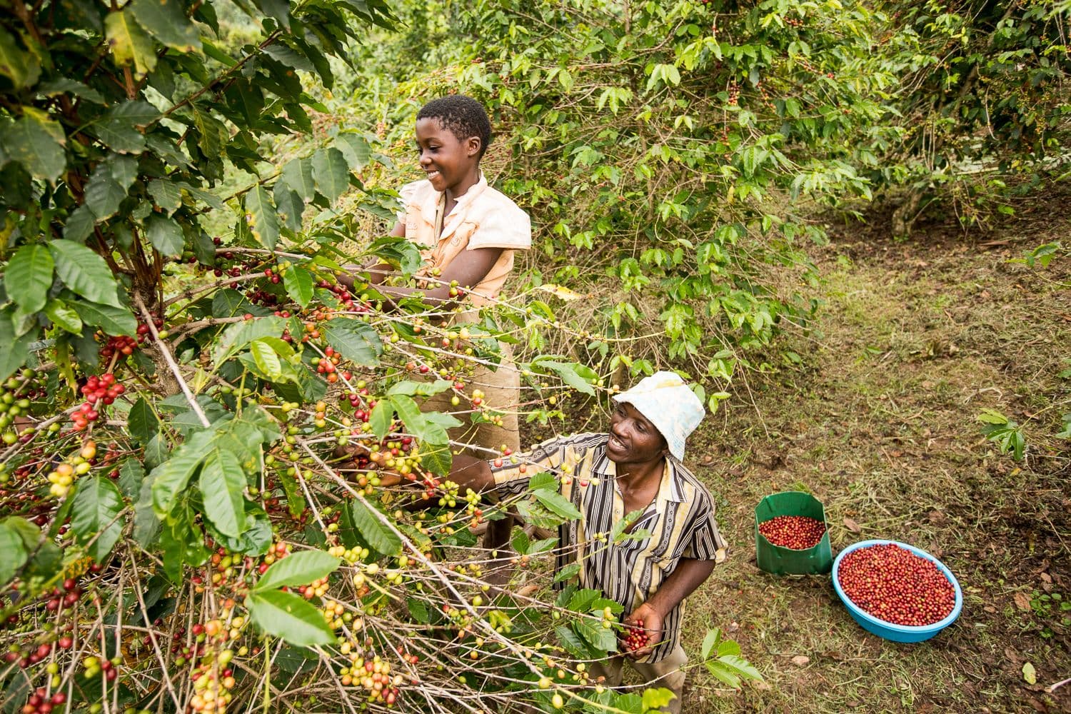 Coffee harvest