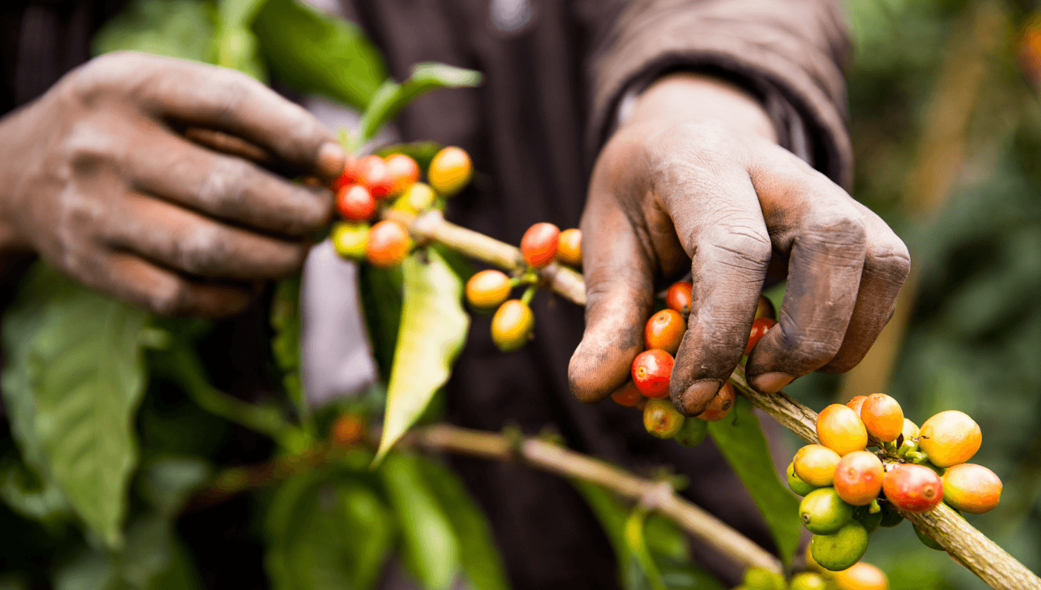 Coffee Picking Coffee Picking