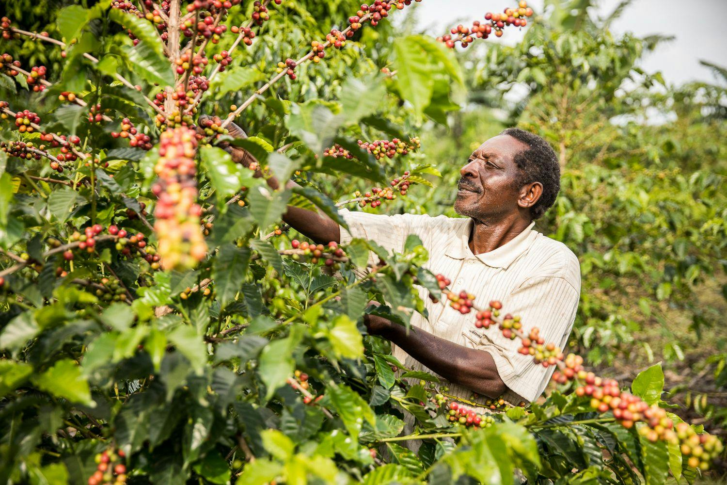 Day In The Life Of A Coffee Farmer – Kambere
