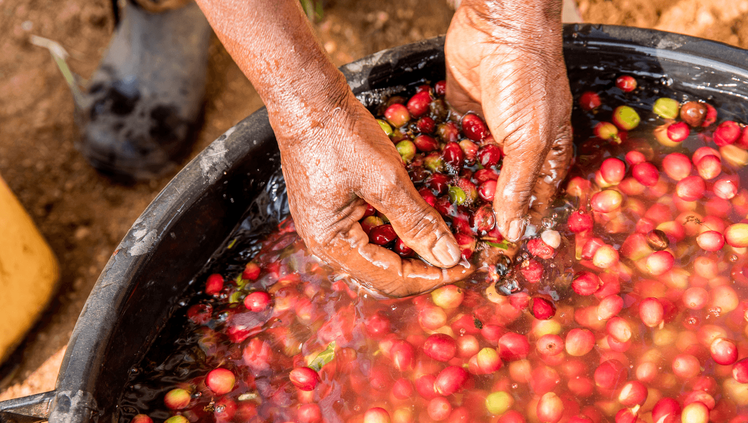 Coffee beans