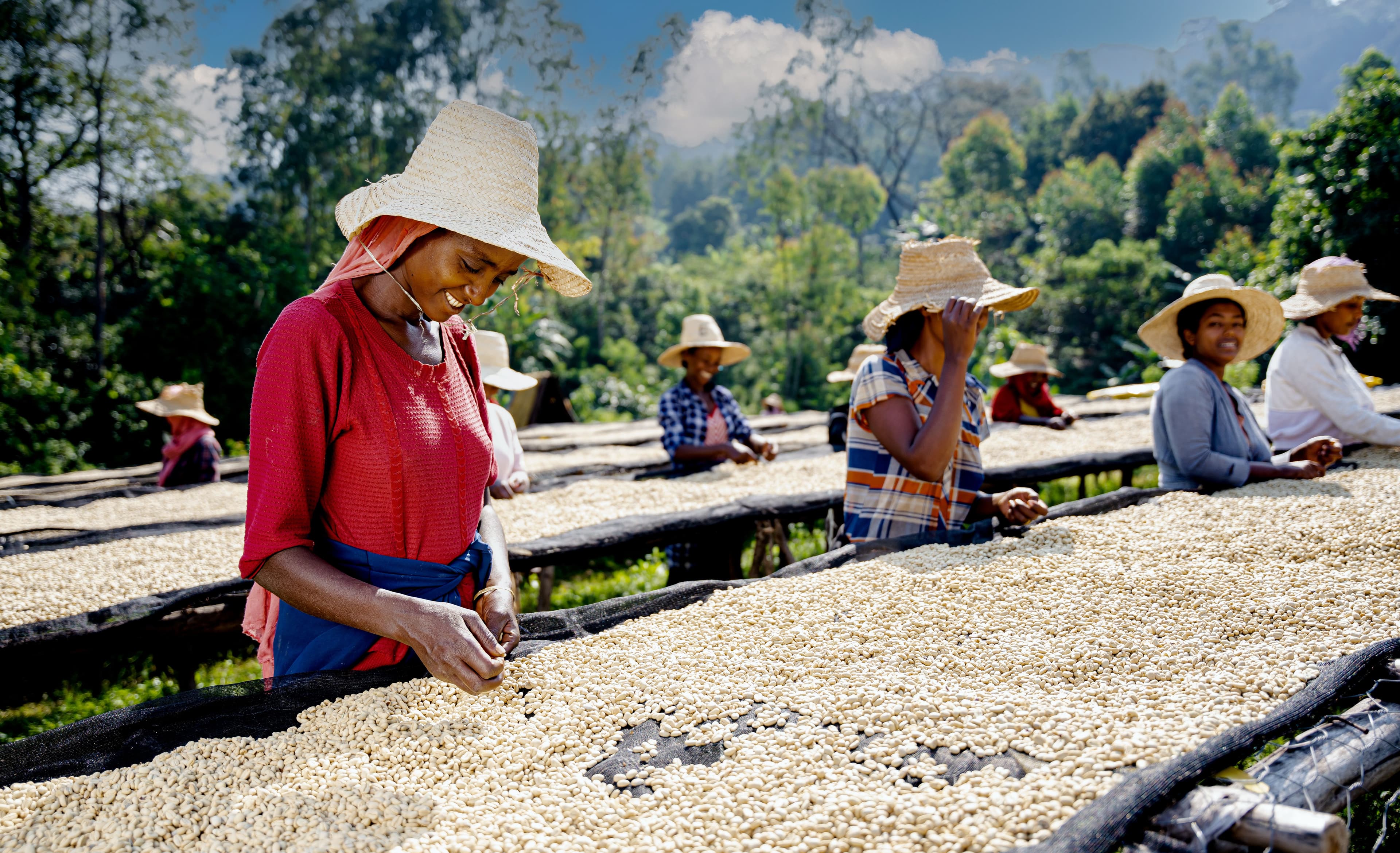 Ethiopia coffee selection