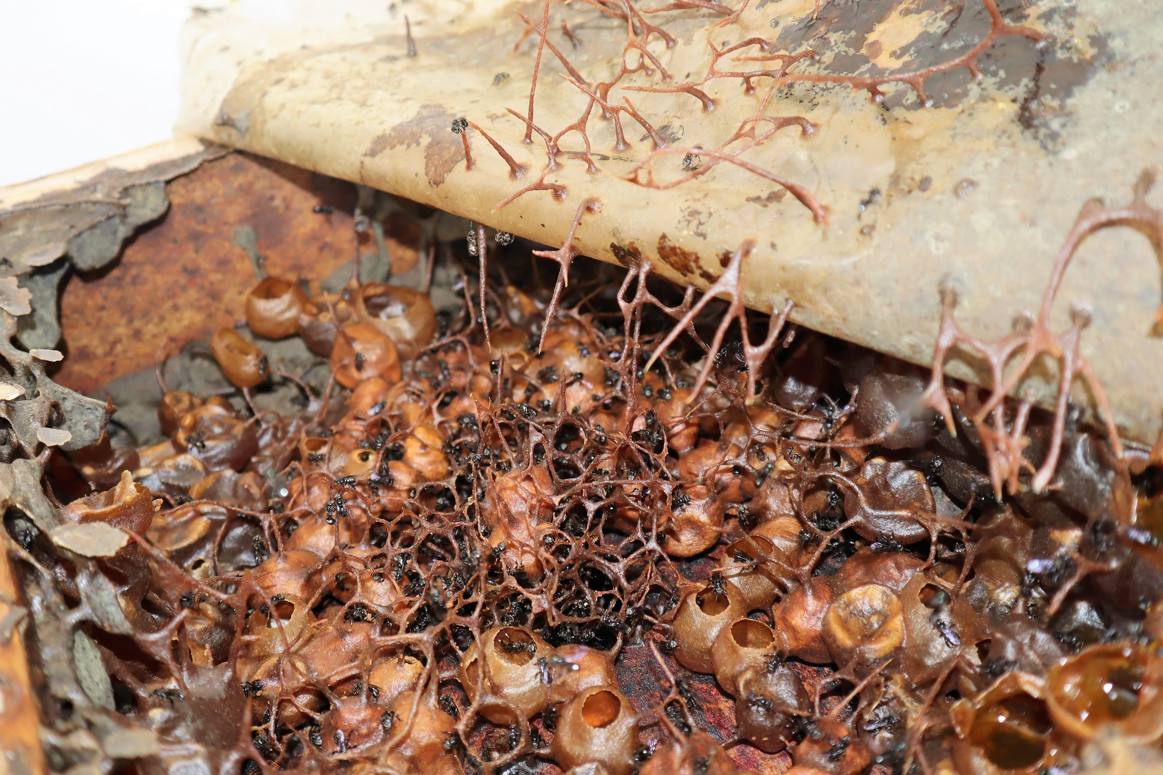 Trigona bee stock Trigona bee stock