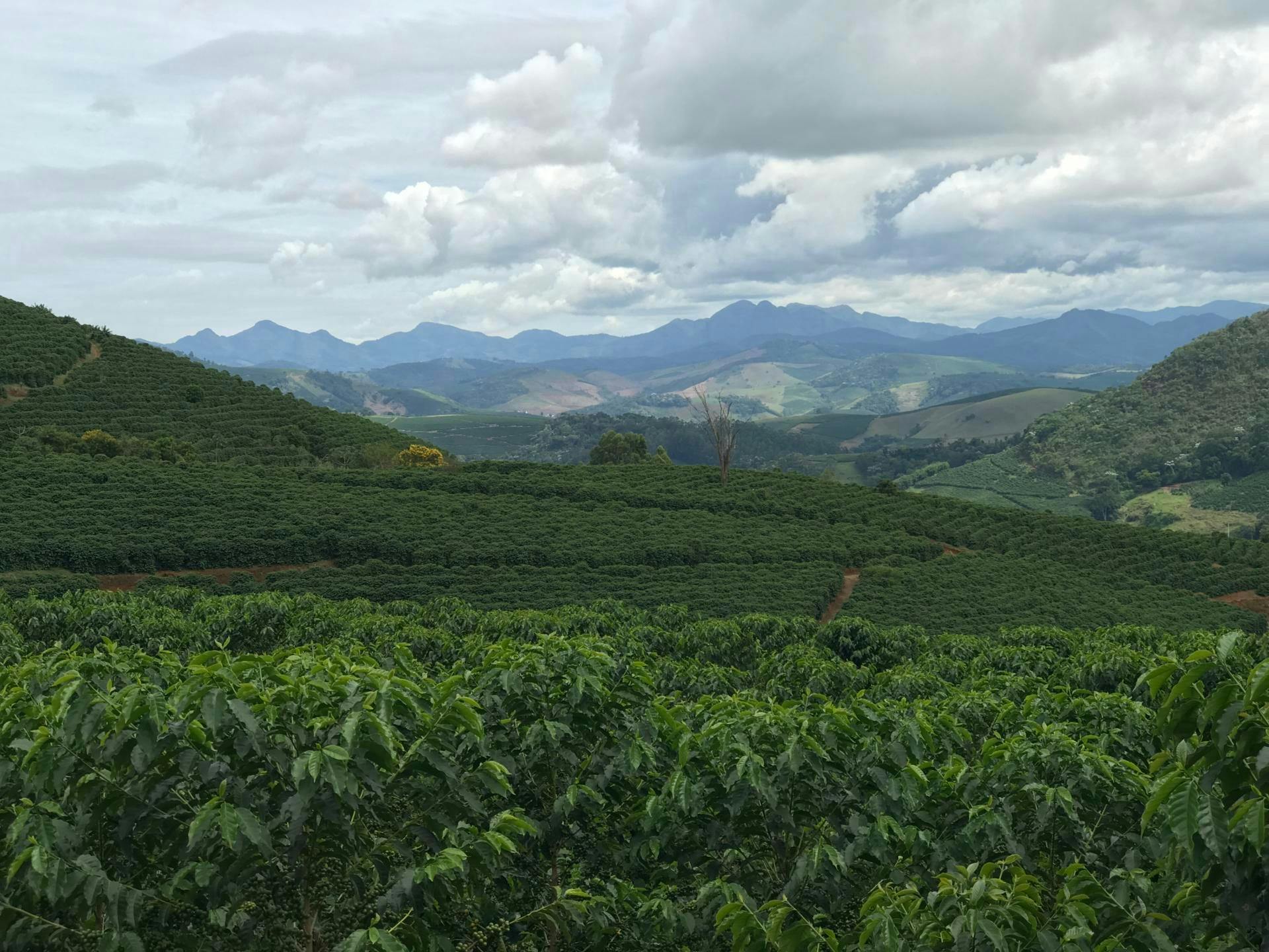 Day in the Life of A Coffee Farmer – Gean