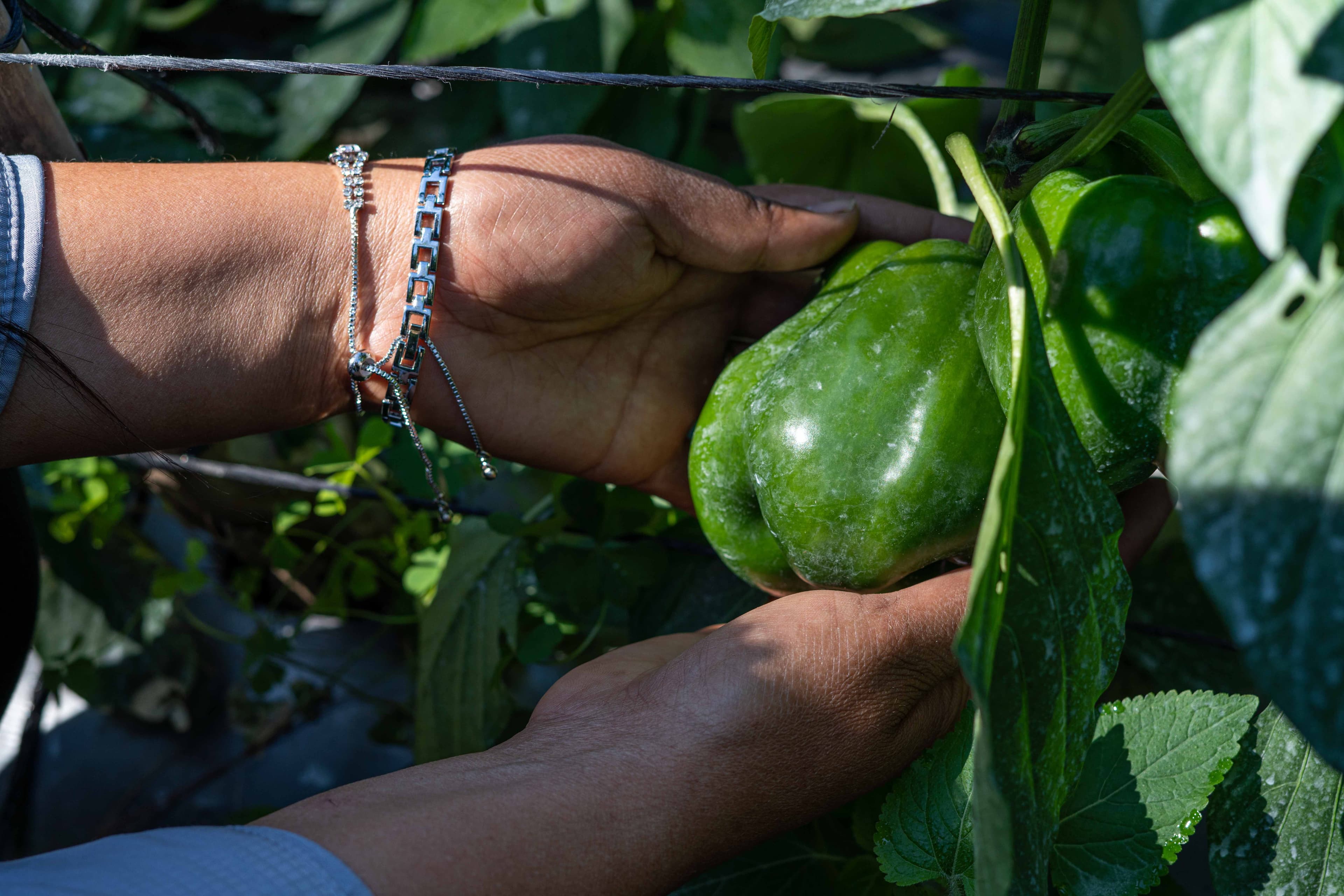 Diversification Diversification