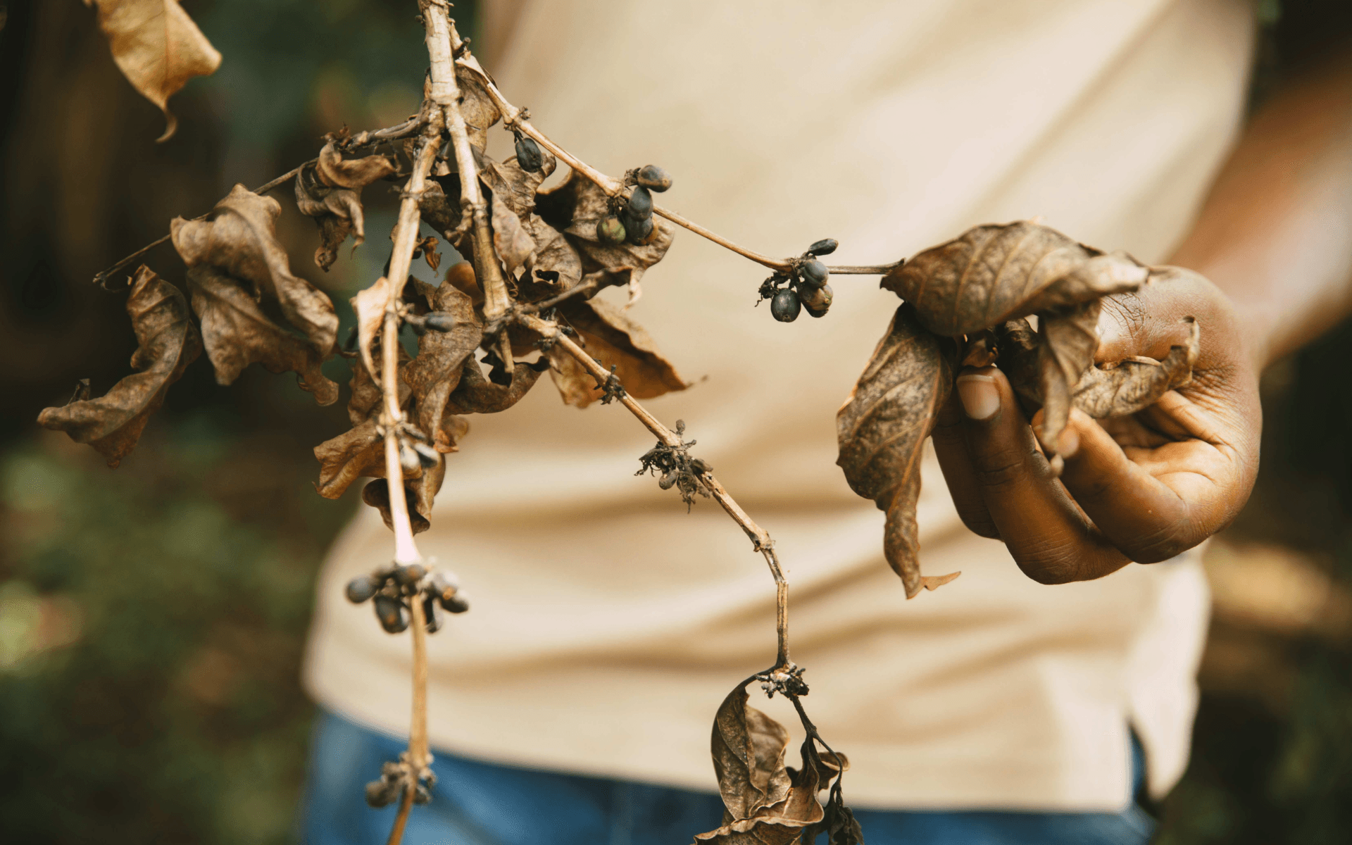 Fighting the Effects of Climate Change through a United Coffee Sector